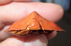 Cryptolithodes sitchensis