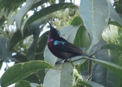 Leptocoma brasiliana