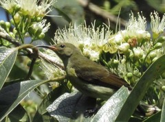 Leptocoma brasiliana
