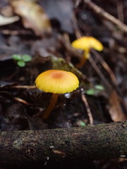 Hygrocybe blanda