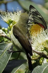 Leptocoma brasiliana