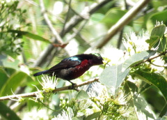Leptocoma brasiliana