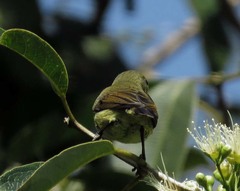 Leptocoma brasiliana