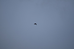 Metacarcinus magister