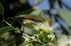 Leptocoma brasiliana