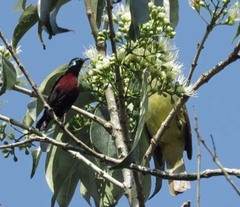Leptocoma brasiliana