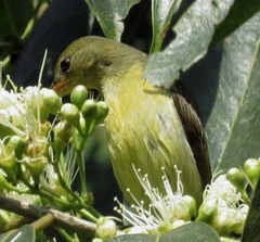 Leptocoma brasiliana