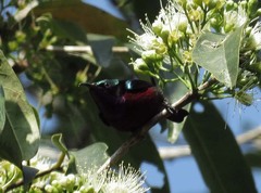 Leptocoma brasiliana