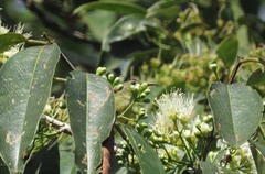 Leptocoma brasiliana