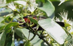 Leptocoma brasiliana