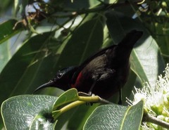 Leptocoma brasiliana