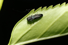 Agrilaxia flavimana