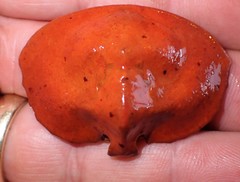 Cryptolithodes sitchensis