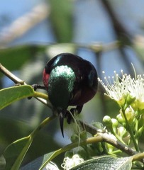 Leptocoma brasiliana