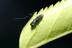 Agrilaxia flavimana