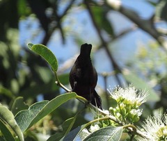 Leptocoma brasiliana