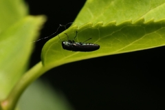 Agrilaxia flavimana