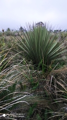 Puya hamata