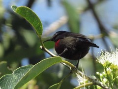 Leptocoma brasiliana