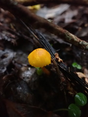 Hygrocybe blanda