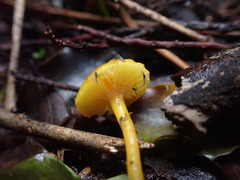 Hygrocybe blanda