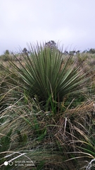 Puya hamata