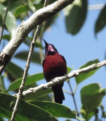 Leptocoma brasiliana