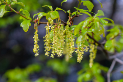 Quercus georgiana