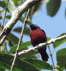 Leptocoma brasiliana