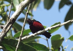 Leptocoma brasiliana