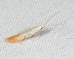 Coleophora cornivorella