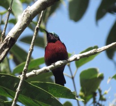 Leptocoma brasiliana