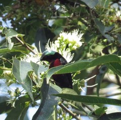 Leptocoma brasiliana