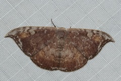 Paralbara watsoni