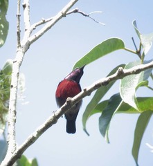 Leptocoma brasiliana