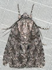 Acronicta hamamelis