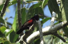 Leptocoma brasiliana