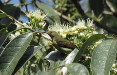 Leptocoma brasiliana
