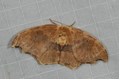 Strepsigonia affinis