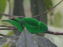 Chlorochrysa phoenicotis
