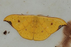 Tridrepana fulvata
