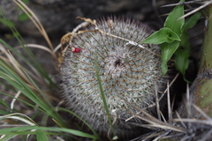 Mammillaria haageana conspicua