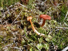 Loreleia postii