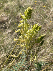 Astragalus collinus