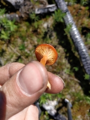 Loreleia postii