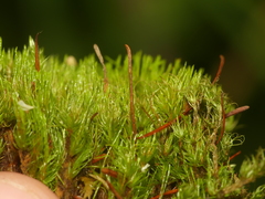 Dicranum flagellare