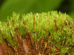 Dicranum flagellare
