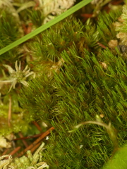 Dicranum flagellare