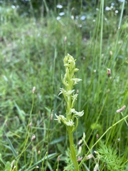 Platanthera dilatata