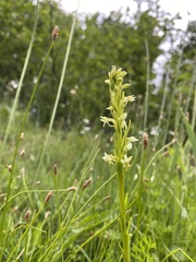 Platanthera dilatata